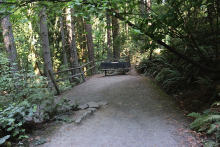 Bench along the Redwood Trail near the Redwood platform